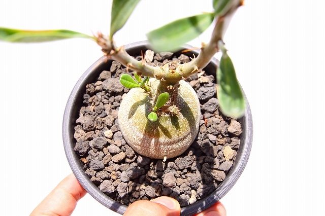 パキポディウム サキュレンタム 国内実生 | mana's farm:塊根植物