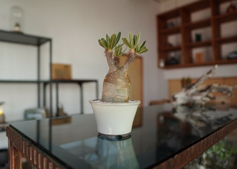 パキポディウム　グラキリス　 Pachypodium Gracilius