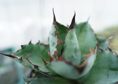 アガベ　チタノタ　 ブラックアンドブルー 　Agave titanota black and blue　NO.1