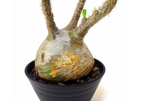 Pachypodium Gracilius パキポディウム  グラキリス  №4