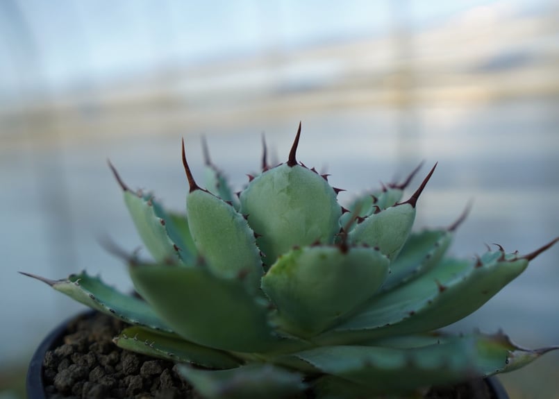 吉祥冠 中斑 Agave potatorum | mana's farm:塊根植物・アガベ・ド