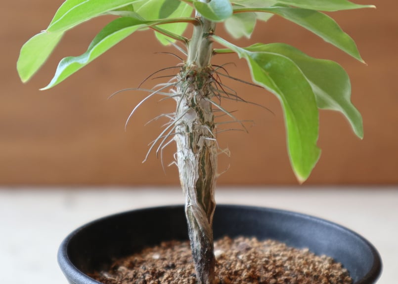 【実生】フォークイエリア　ディグエッティ 0b036c94016d2d57bf4d438c5faeb8