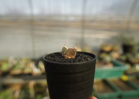 アガベ　チタノタ　鬼爪雪峰  Agave titanota “Onitsume Yukimine”