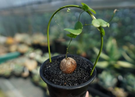 亀甲竜　Dioscorea elephantipes No.6