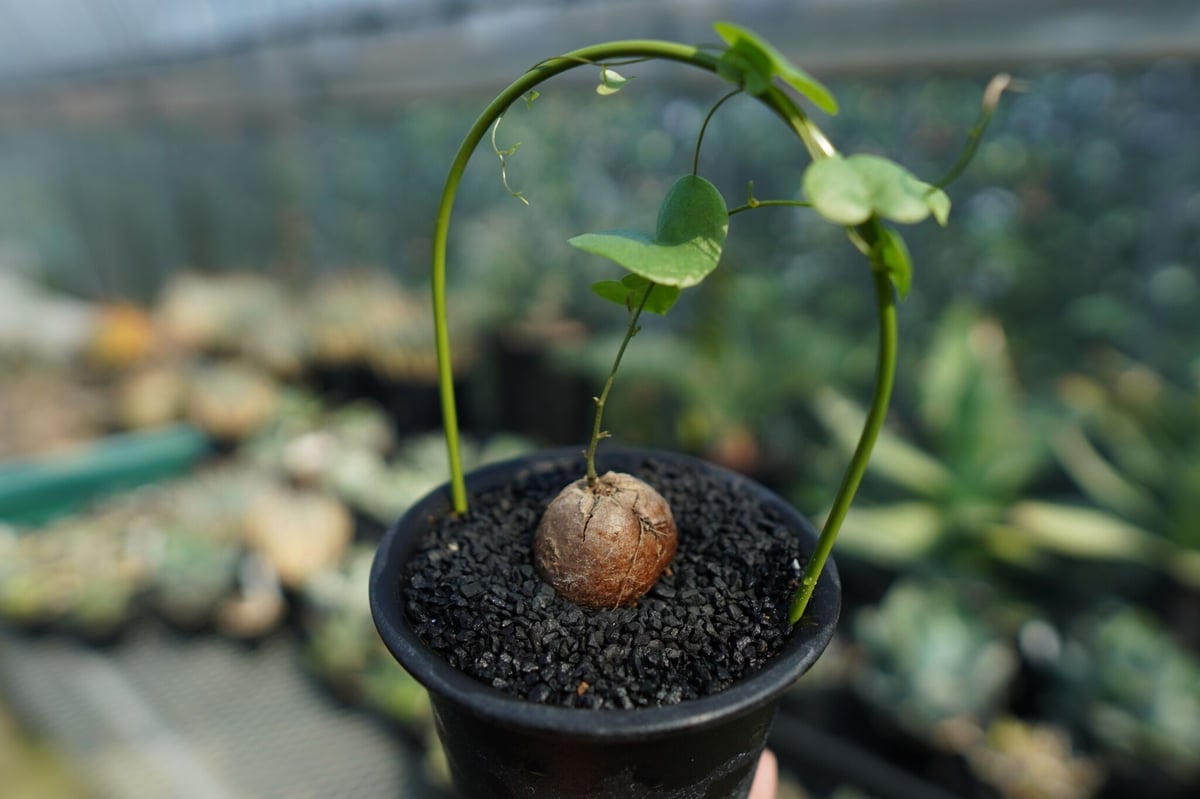 特大山採りアフリカ亀甲竜ディオスコレアエレファンティペス鉢径36センチ