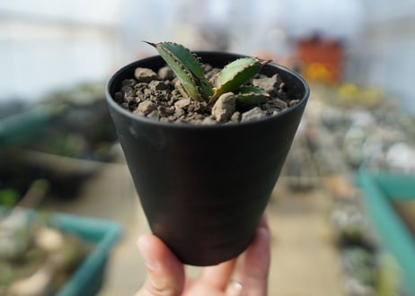 アガベ　チタノタ　 ブラックアンドブルー 　Agave titanota black and blue No.5