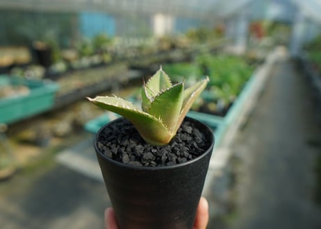 アガベ　チタノタ　FO-76　Agave titanota  FO-76　No.4