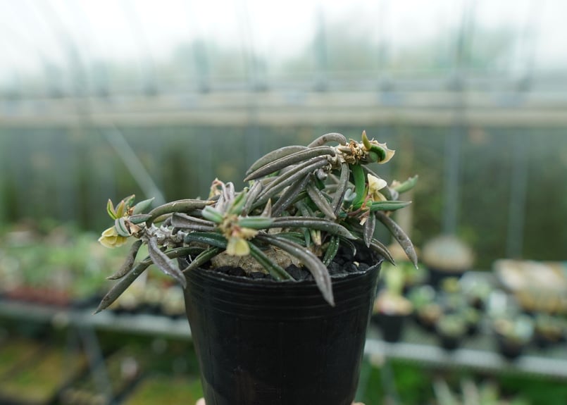 ユーフォルビア キリンドリフォリア Euphorbia cylindrifolia | man