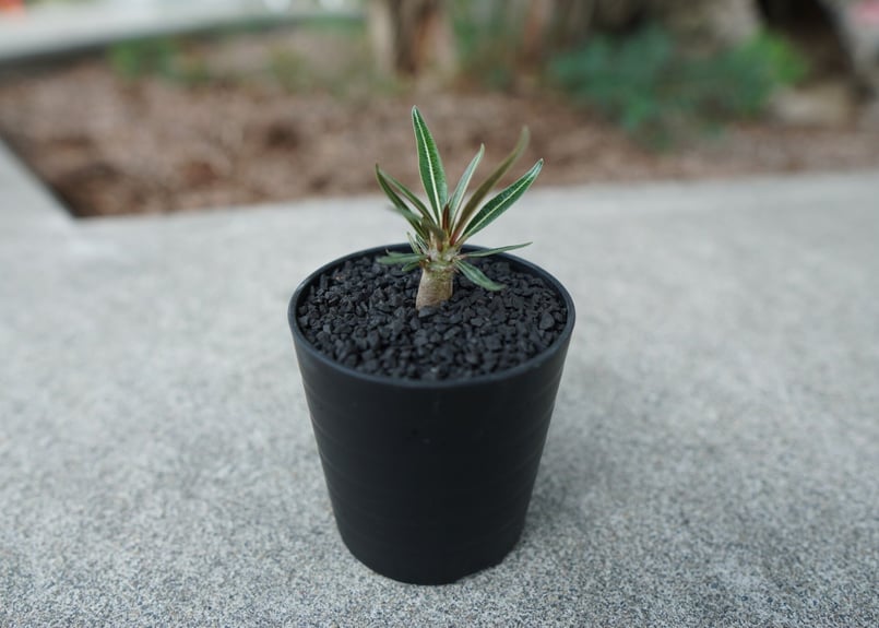 沖縄実生株】パキポディウム グラキリス Pachypodium Gracilius