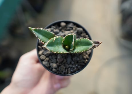 アガベ　チタノタ　鬼爪雪峰  Agave titanota “Onitsume Yukimine"　No.2