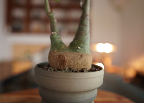アデニア　グラウカ　Adenia glauca
