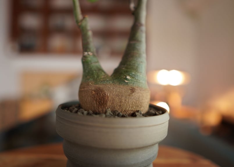 最終値下げ　アデニアグラウカ アデニア グラウカ | hanayoshi-botanical