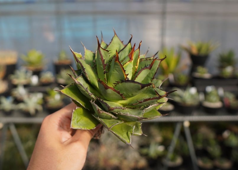 アガベ剣竜2頭ハビタットスタイル アガベ・チタノタ「剣竜」／全15株：012～015番まで | GREEN TRUST