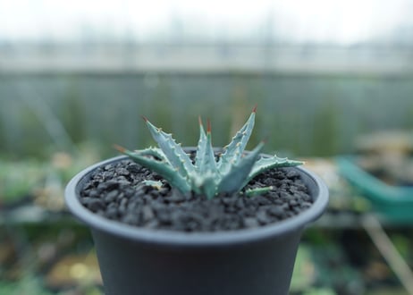 アガベ　ユタエンシス　Agave uthaensis　No.2