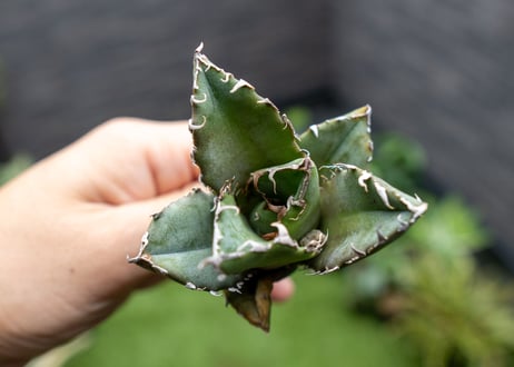 Agave titanota 白鯨嚴龍 カキコ NO.3