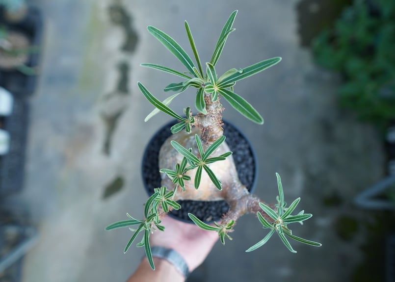 ぴっころです。 グラキリス Pachypodium gracilius ⑤ パキポディウム グラキリス Pachypodium Gracilius No.5 | ma