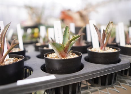 Agave titanota 'black and blue'　カキコ　大