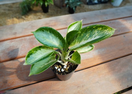 アグラオネマ　カンクン　Aglaonema “Kankun”