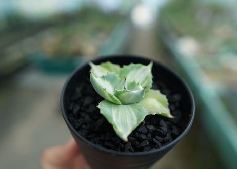 アガベ　王妃雷神錦　Agave　“Ohi Raijin Nishiki ”　No.2