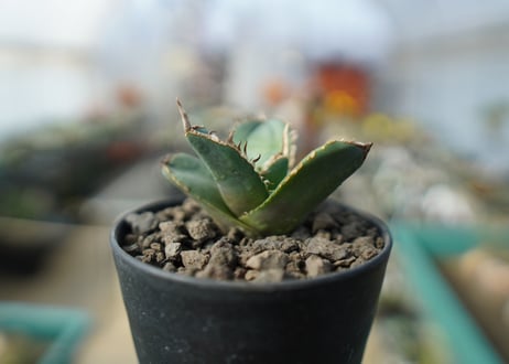【オンライン限定】アガベ　チタノタ　FO-76　agave titanota  FO-76　No.1
