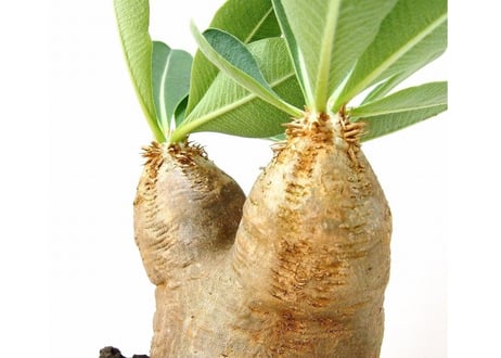 Pachypodium eburneum 　パキポディウム エブレネウム №2