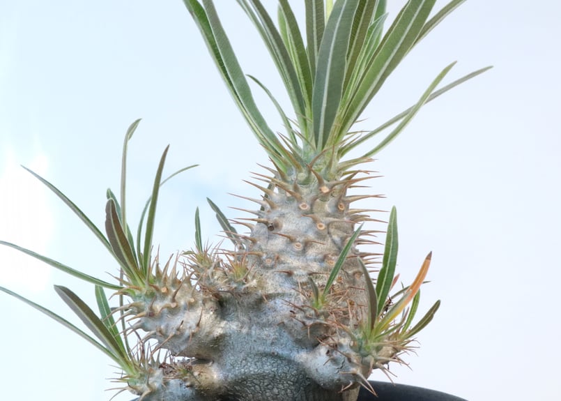 塊根植物　実生4年生　グラキリス　P 現品限り】パキポディウム・グラキリス 実生【Z34】 Pachypodium