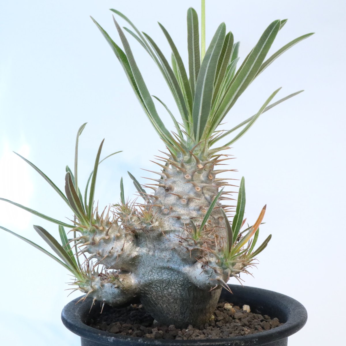 塊根植物　実生4年生　グラキリス　P 塊根植物 実生4年生 グラキリス P パキポディウムグラキリス