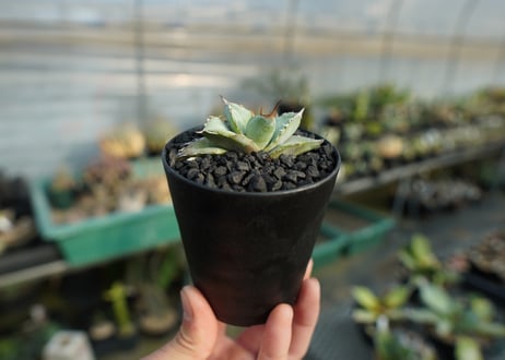 アガベ　チタノタ　ホワイトアイス 　agave titanota whiteice  No.2