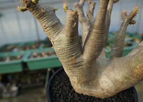 パキポディウム マカイエンセ　Pachypodium makayense　No.1