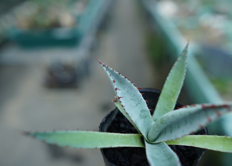 アガベ 屈原の舞扇 Agave 'Kutsugen no Maiougi' No.2 |