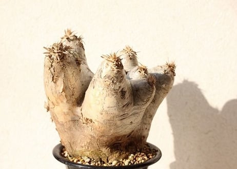 Pachypodium eburneum　パキポディウム　エブレネウム  no.1