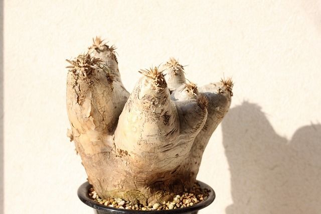 Pachypodium eburneum パキポディウム エブレネウム no.1 | man