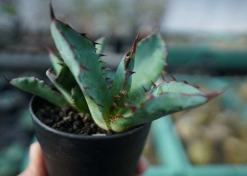 H C アガベ ブラック&ブルー ボールタイプ 親株+子株2付き鉢発送