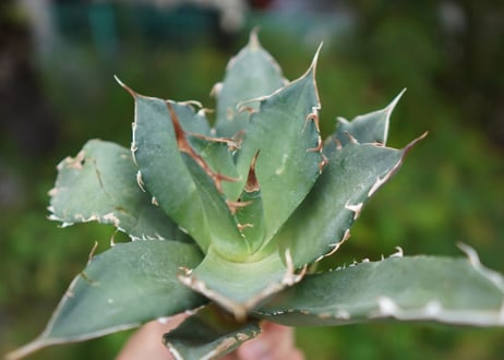 Agave titanota 白鯨 D NO.5