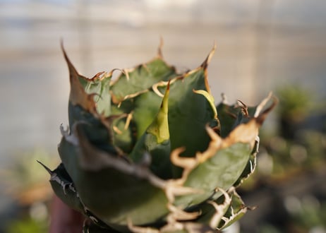 agave titanota 白鯨　 NO.1