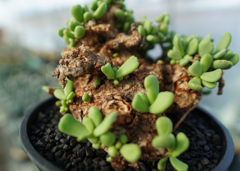 ケラリア ピグマエア Ceraria pygmaea | mana's farm:塊根植物・ア