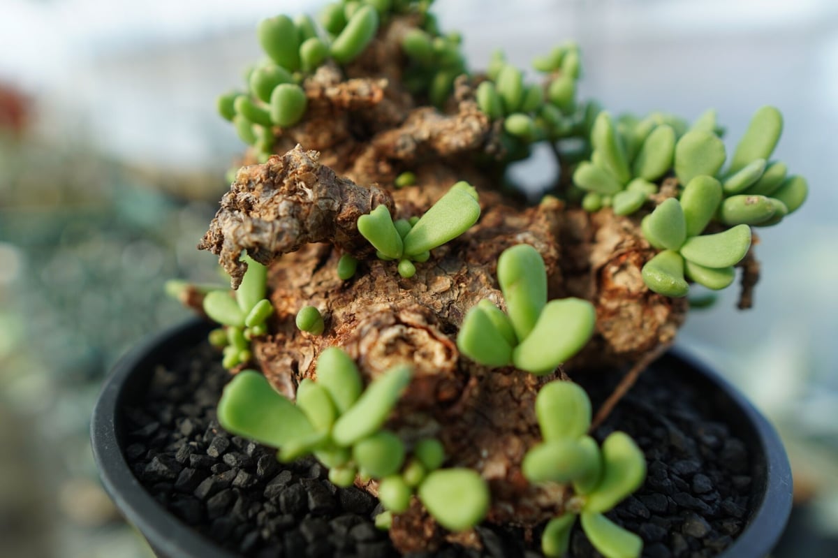 ケラリアピグマエア 現地球 ケラリアピグマエア 現地球 発根済 雌株 鉢付