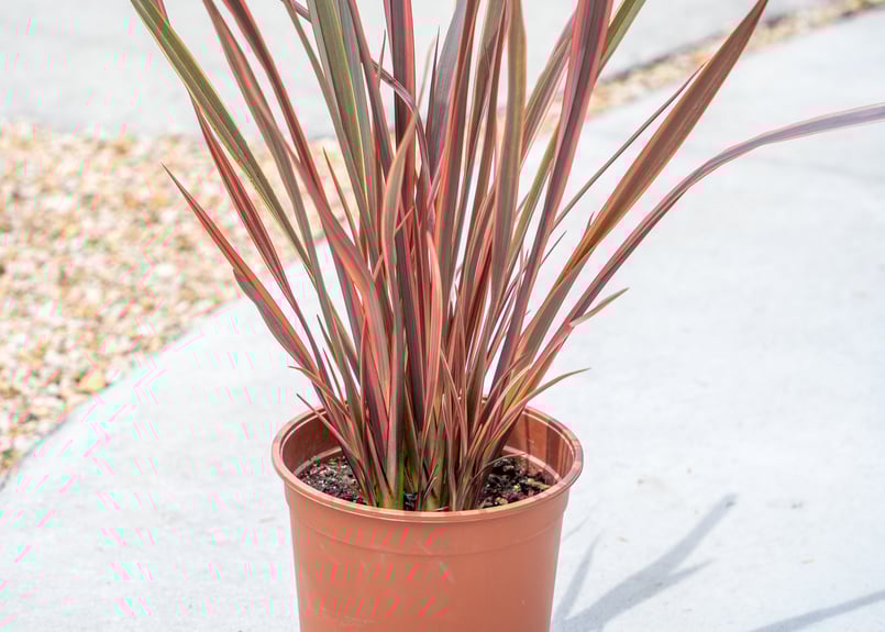 ニューサイラン | mana's farm:塊根植物・アガベ・ドライガーデン植物