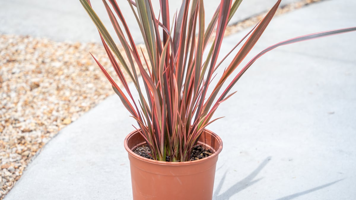 ニューサイラン | mana's farm:塊根植物・アガベ・ドライガーデン植物