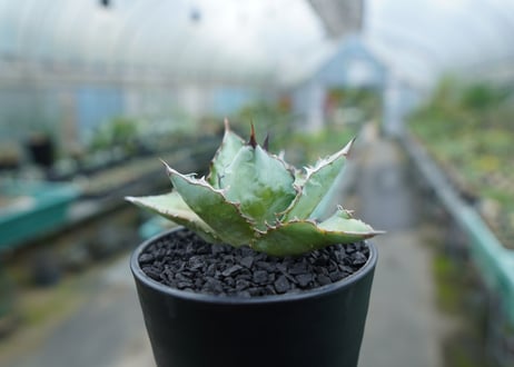 アガベ　チタノタ　ブルー　agave titanota Blue
