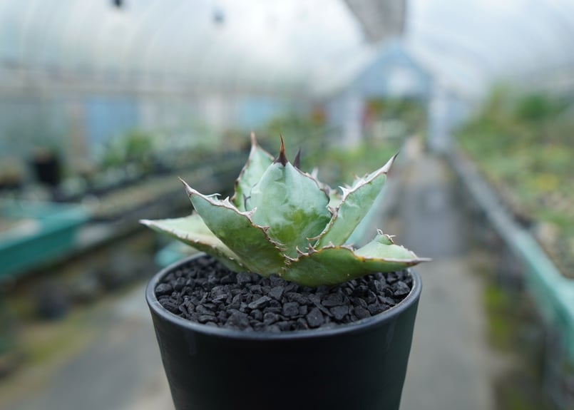 アガベ チタノタ ブルー agave titanota Blue | mana's farm: