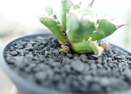 アガベ　チタノタ　姫厳竜　Agave titanota dwarf　No.3