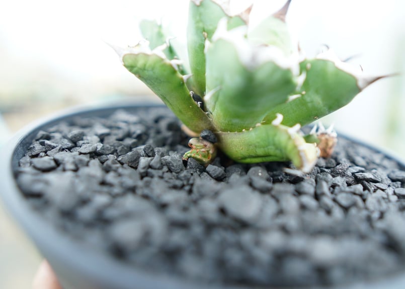 アガベ チタノタ 姫厳竜 Agave titanota dwarf No.3 | mana 