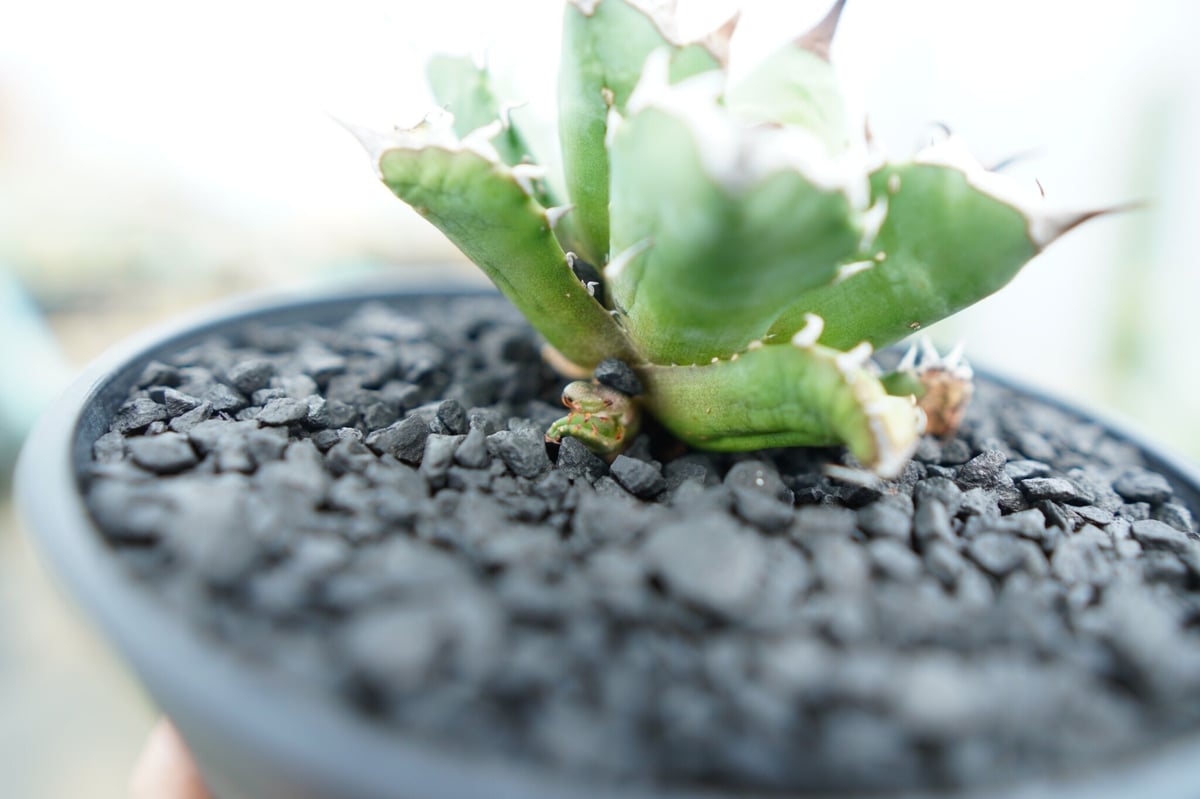 アガベ チタノタ 姫厳竜 Agave titanota dwarf No.3 | mana's アガベ チタノタ 姫厳竜 Agave titanota dwarf No.3 | mana's