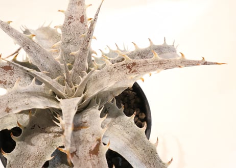 Dyckia Red Bone X ML Red Clone F1