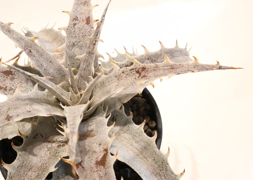 Dyckia Branca de Neve original clone ディッキア・ケスウィック