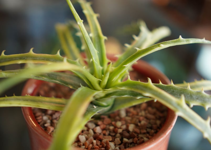 ディッキア　アンダマン　samed rtp 子株7株 ディッキア アンダマン Dyckia 'Samed Rtp'(Andaman) - メルカリ