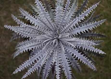 Dyckia Hillary