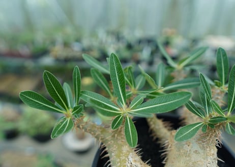 パキポディウム　デンシフローラム Pachypodium densiflorum  No.1