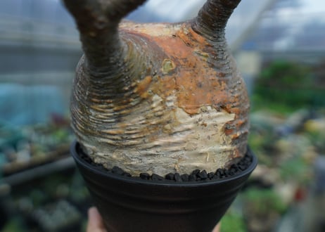 パキポディウム　グラキリス　 Pachypodium Gracilius  No.3
